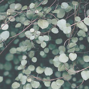 [9 wishes] Calm pH Ice Cream 1.7Fl. Oz, Soothing Cream After Sun Care - COOL DOWN - Sunburn Relief - Calm Irritated Senstive Skin Sunburn