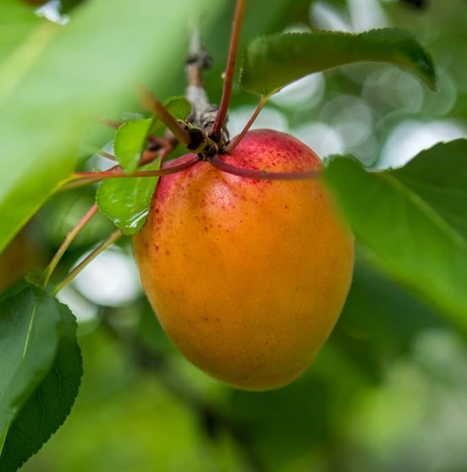 Nature Packaged Apricot Kernel Oil - Direct from Spain and Turkey - 100% Pure Carrier Oil for Hair, Face, and Skin - Cold-Pressed Carrier Oils (4 Gallons)